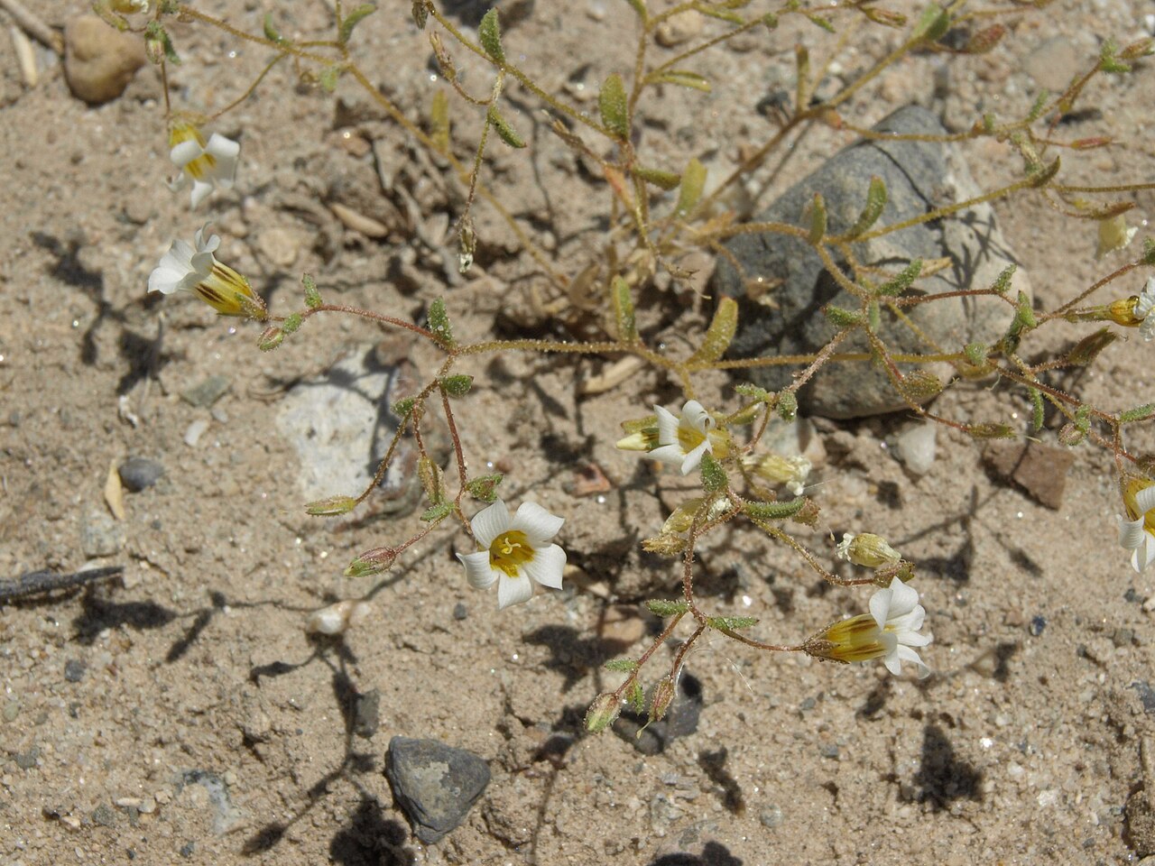 Bellshape gilia: bell gilia, Linanthus campanulatus, a close relative of Linanthus inyoensis differing by the elongate yellow flower tube. White Mountains, elevation 1565 m