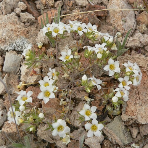 Desertsnow (Linanthus demissus)