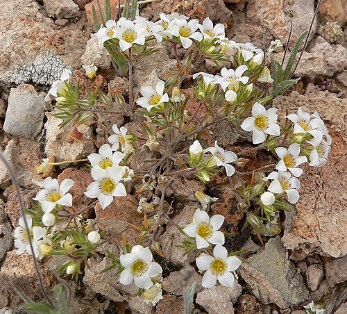 Desertsnow: Photo of Linanthus demissus in the desert west of Las Vegas, Nevada