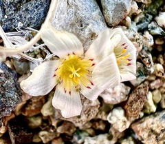 Desertsnow (Linanthus demissus)
