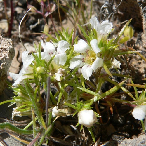 Desertsnow (Linanthus demissus)