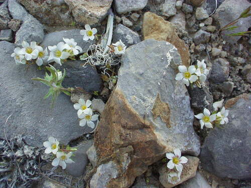Desertsnow (Linanthus demissus)