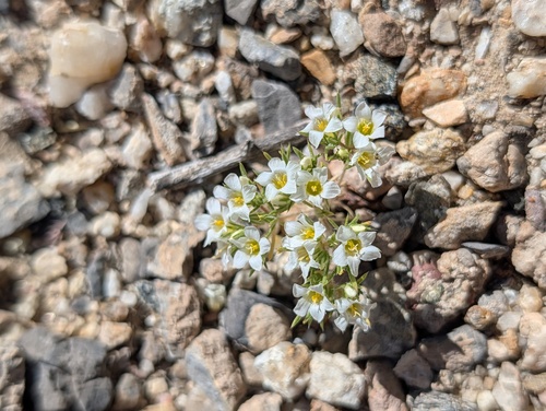 Desertsnow (Linanthus demissus)