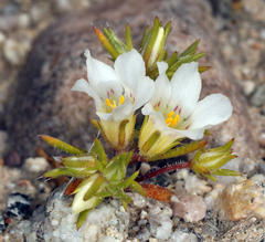 Desertsnow (Linanthus demissus)