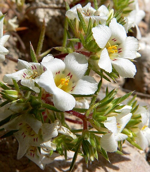 Desertsnow: Photo of Linanthus demissus on southwestern slope of Frenchman Mountain east of Las Vegas, Nevada