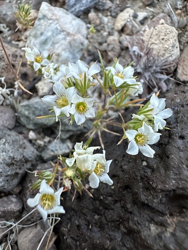 Desertsnow (Linanthus demissus)