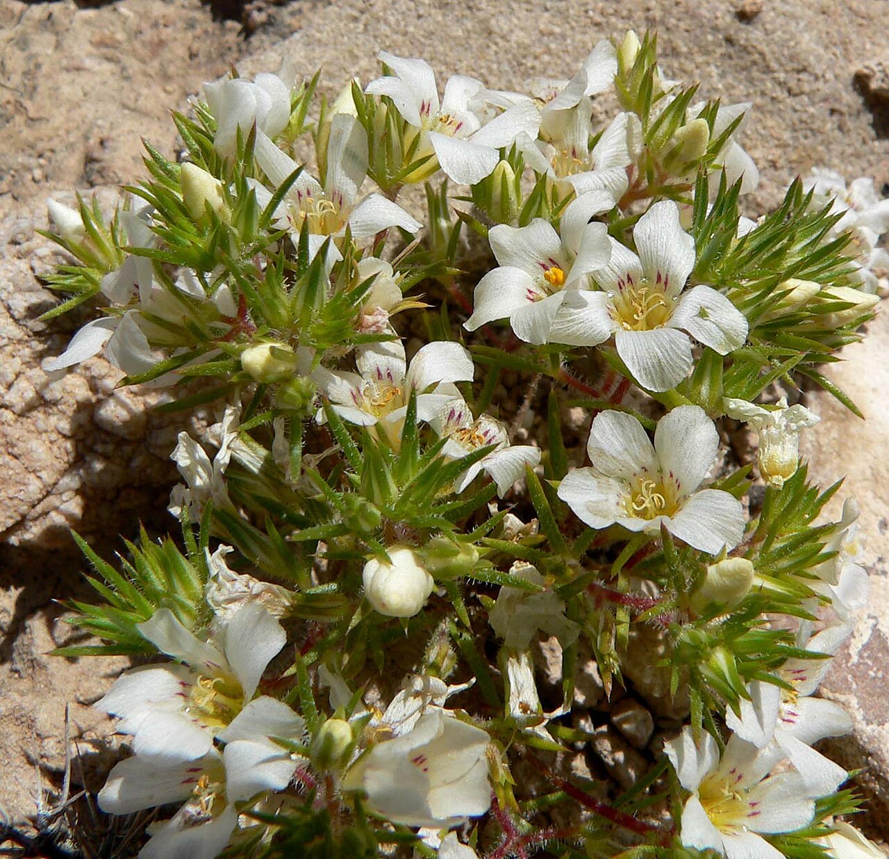 Desertsnow: Photo of Linanthus demissus on southwestern slope of Frenchman Mountain east of Las Vegas, Nevada
