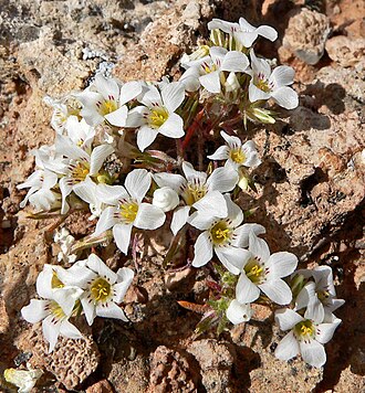 Desertsnow: Photo of Linanthus demissus in Red Rock Canyon , Nevada