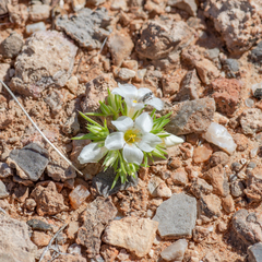 Desertsnow (Linanthus demissus)