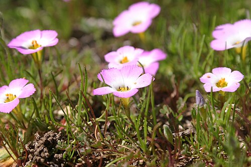 Fringed linanthus: Linanthus dianthiflorus (ground pink), Santa Rosa Plateau, Riverside County, California