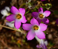 Fringed linanthus (Linanthus dianthiflorus)