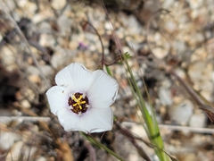 Fringed linanthus (Linanthus dianthiflorus)