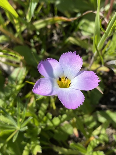 Fringed linanthus (Linanthus dianthiflorus)