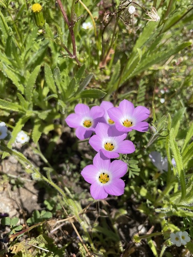 Fringed linanthus (Linanthus dianthiflorus)