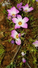 Fringed linanthus (Linanthus dianthiflorus)