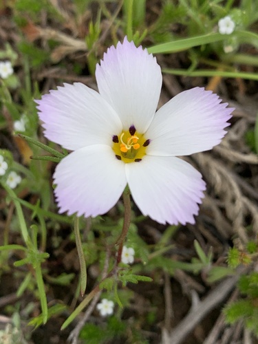 Fringed linanthus (Linanthus dianthiflorus)