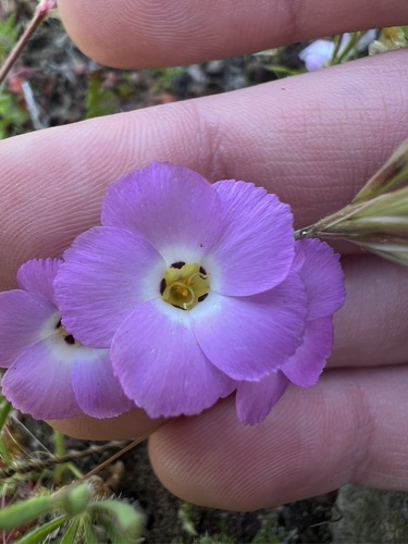 Fringed linanthus (Linanthus dianthiflorus)