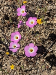 Fringed linanthus (Linanthus dianthiflorus)