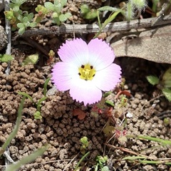 Fringed linanthus (Linanthus dianthiflorus)