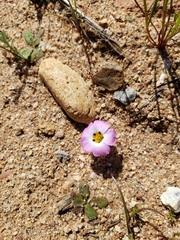 Fringed linanthus (Linanthus dianthiflorus)
