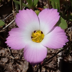 Fringed linanthus (Linanthus dianthiflorus)