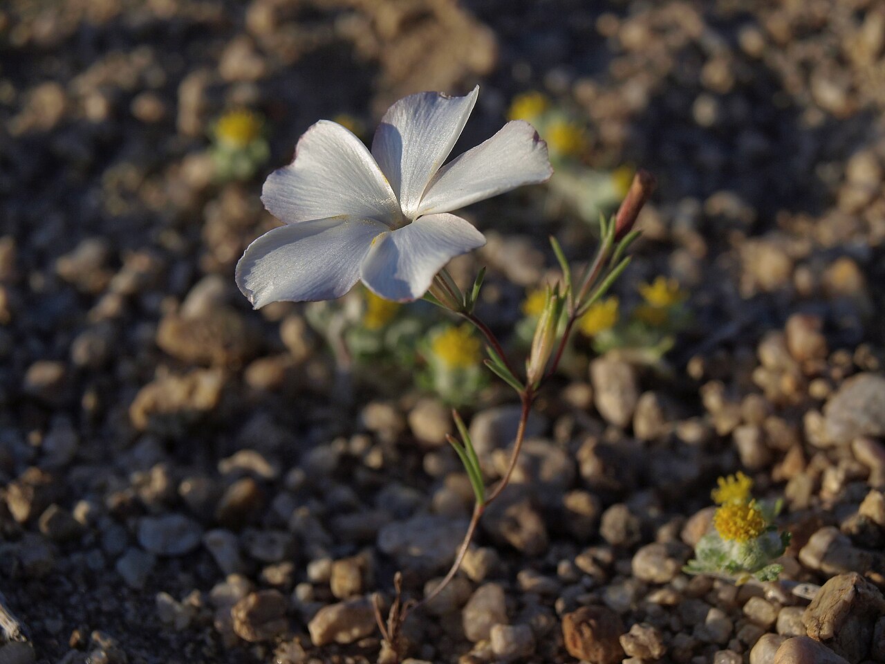 Eveningsnow: evening snow, Linanthus dichotomus subsp. dichotomus, California, Sierra Nevada, Tungsten Hills, Owens Valley drainage, elevation 1370 m (4490 ft). (Also visibl