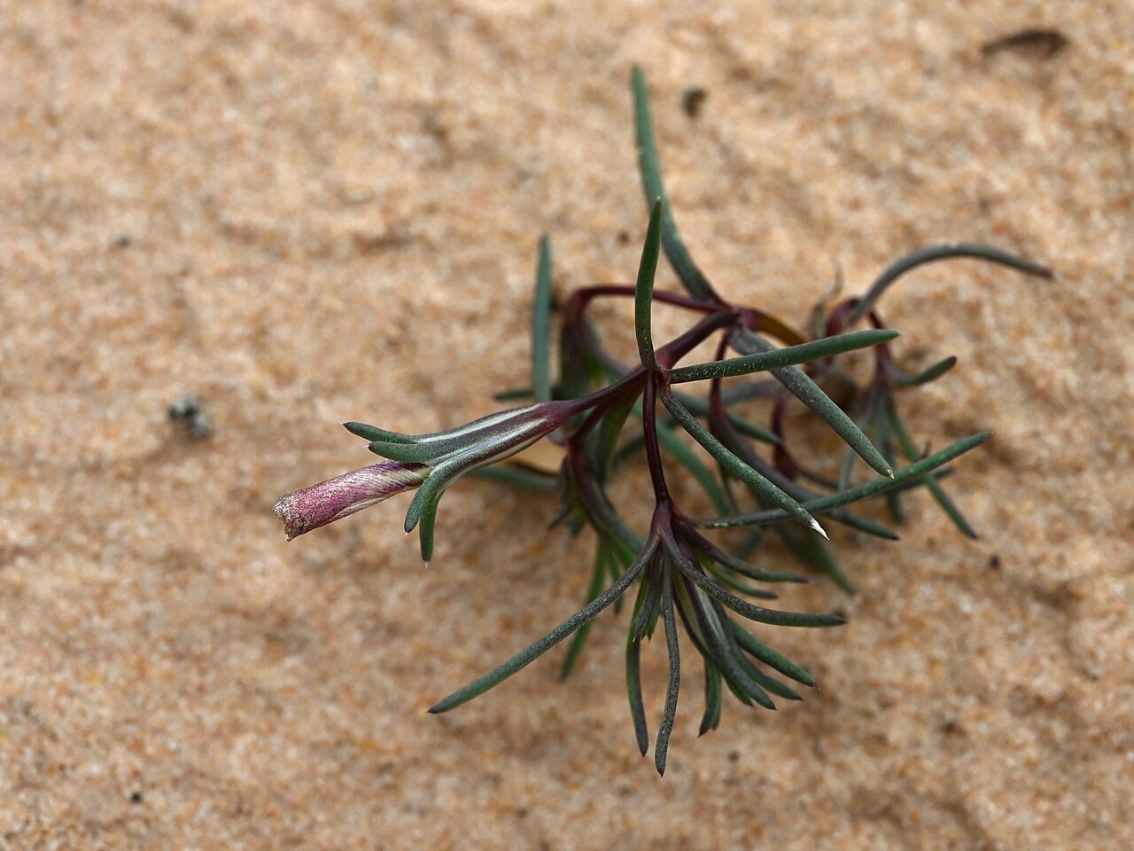 Eveningsnow: Linanthus dichotomus at Pine Creek Canyon Overlook in Zion National Park, Utah