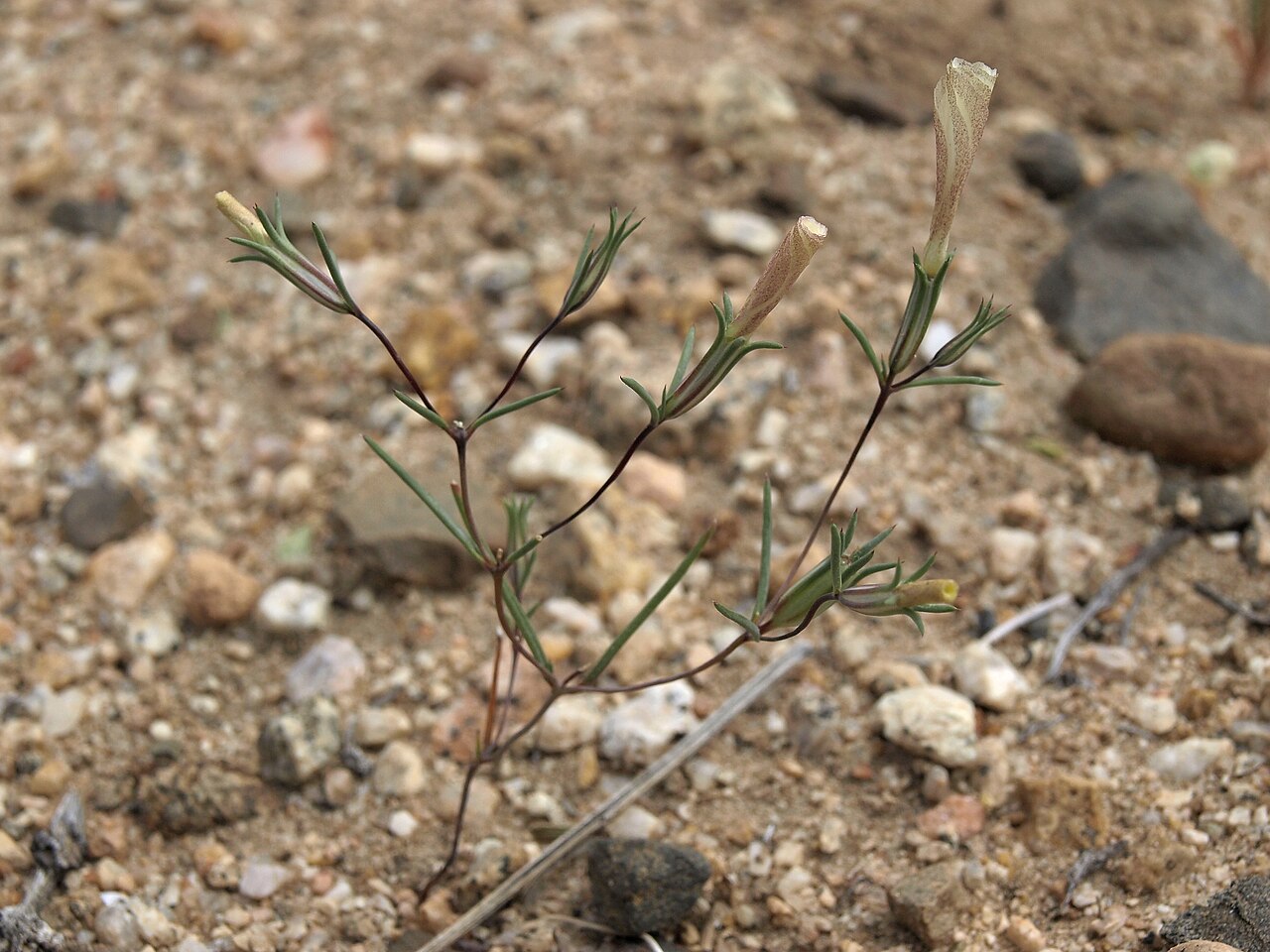 Eveningsnow: evening snow, Linanthus dichotomus subsp. dichotomus, California, Sierra Nevada, Tungsten Hills, McGee Creek, Owens Valley drainage, elevation 1515 m (4965 ft).