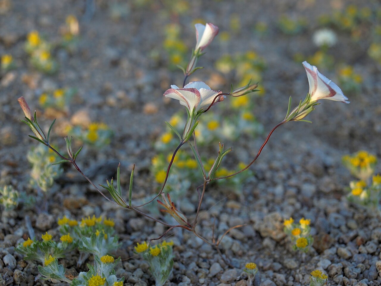 Eveningsnow: evening snow, Linanthus dichotomus subsp. dichotomus, California, Sierra Nevada, Tungsten Hills, Owens Valley drainage, elevation 1370 m (4490 ft). (Also visibl