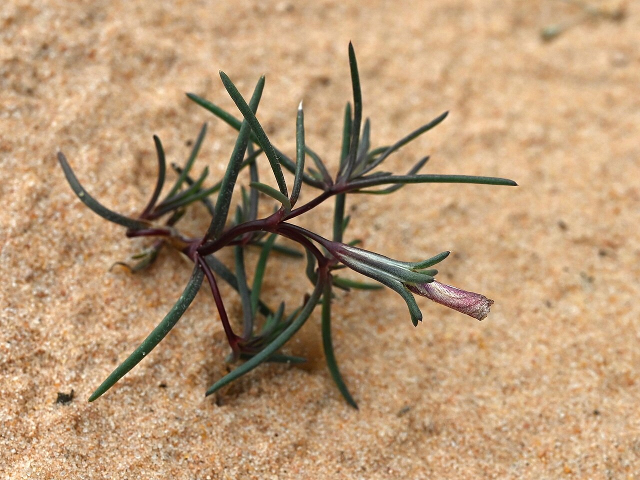 Eveningsnow: Linanthus dichotomus at Pine Creek Canyon Overlook in Zion National Park, Utah
