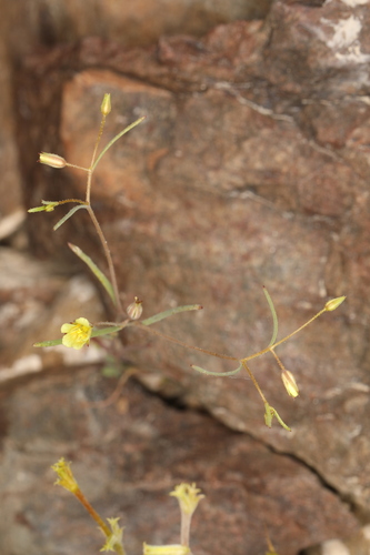 Yellow gilia (Linanthus filiformis)