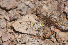 Yellow gilia (Linanthus filiformis)