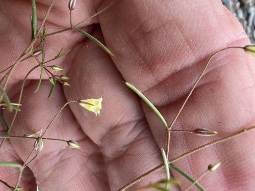 Yellow gilia (Linanthus filiformis)