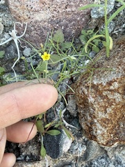 Yellow gilia (Linanthus filiformis)