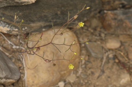 Yellow gilia (Linanthus filiformis)