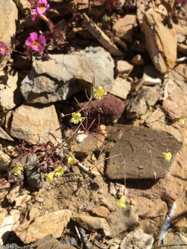 Yellow gilia (Linanthus filiformis)