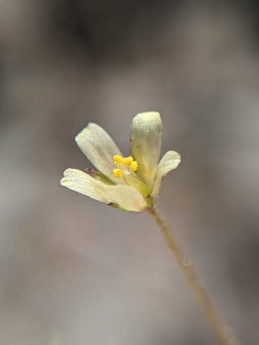 Yellow gilia (Linanthus filiformis)