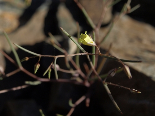 Yellow gilia (Linanthus filiformis)