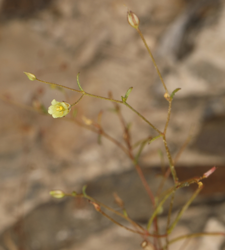 Yellow gilia (Linanthus filiformis)