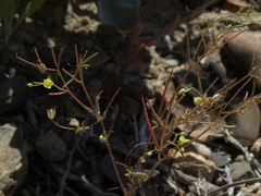Yellow gilia (Linanthus filiformis)