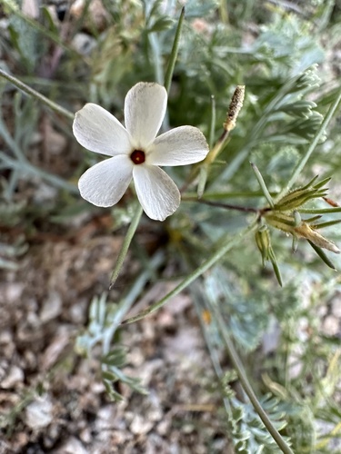 Jones' linanthus (Linanthus jonesii)