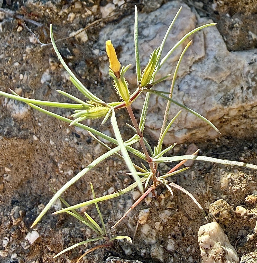 Jones' linanthus (Linanthus jonesii)