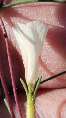 Jones' linanthus (Linanthus jonesii)