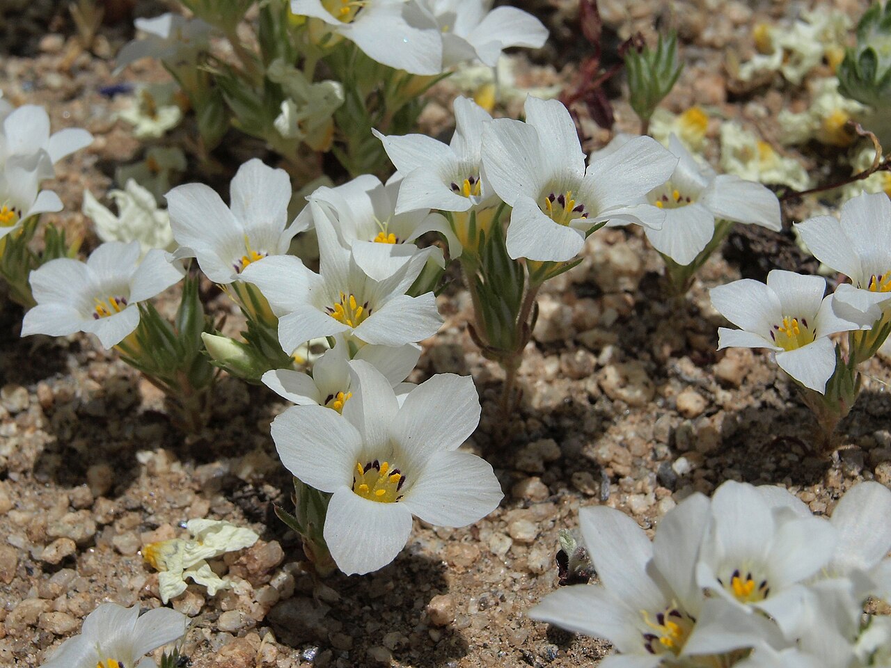 Sandblossoms: sand blossoms, Linanthus parryae, California, Glass Mountain, Benton Crossing Road, Owens Valley drainage, elevation 2228 m (7310 ft). One of those amazing dese