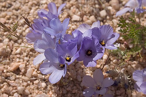 Sandblossoms: Linanthus parryae , Mojave Desert