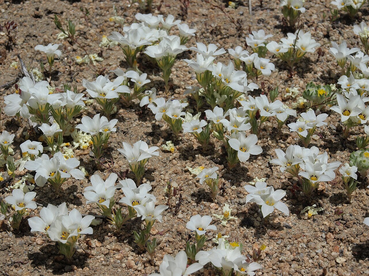 Sandblossoms: sand blossoms, Linanthus parryae, California, Glass Mountain, Benton Crossing Road, Owens Valley drainage, elevation 2228 m (7310 ft). One of those amazing dese