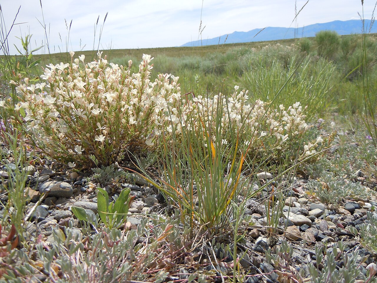 Granite prickly phlox: Prickly phlox is common out in the sagebrush steppe but is usually not found along highways.
