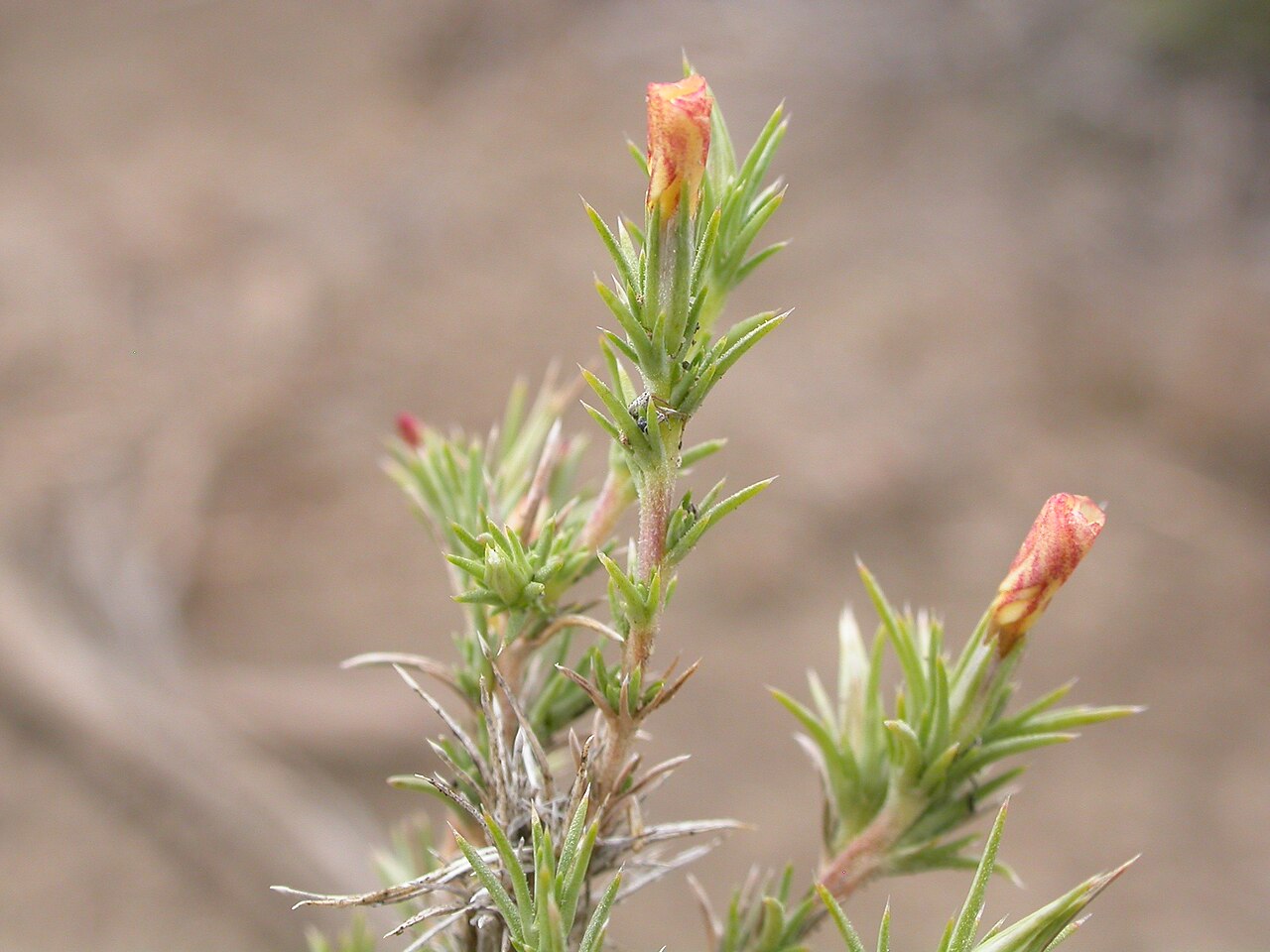Granite prickly phlox: This is one of the most common shrubs in the sagebrush steppe of this area.