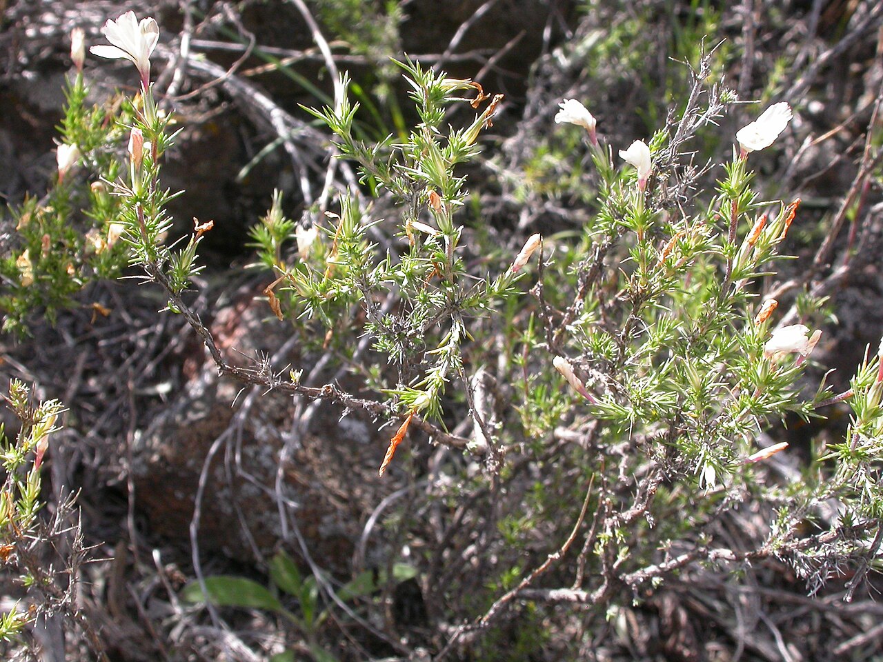 Granite prickly phlox: The mostly white phlox-like corollas become abundant by mid summer.