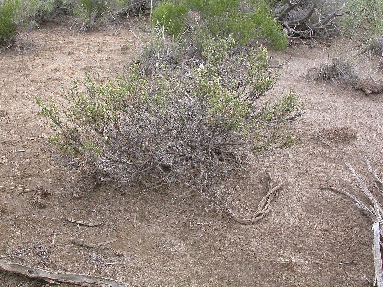 Granite prickly phlox: This is one of the most common shrubs in the sagebrush steppe of this area.